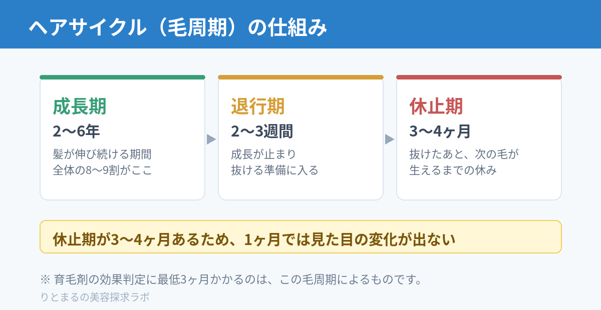 ヘアサイクル(毛周期)の図解|成長期2〜6年・退行期2〜3週間・休止期3〜4ヶ月